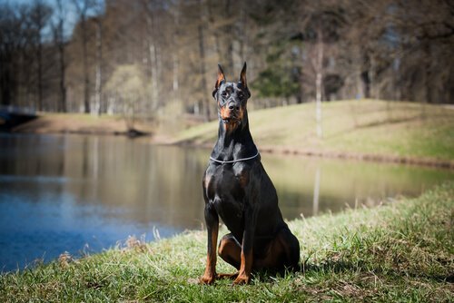 doberman pinscher defense dog