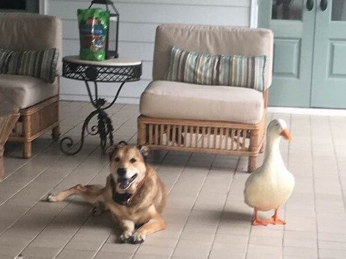 A Dog's Friendship with a Duck Cures His Depression
