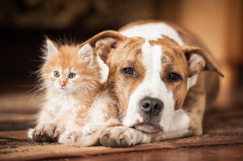 Dangerous diseases for your pet: a kitten and a dog.