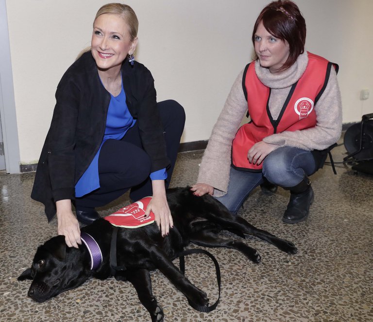 cifuentes and therapy dog