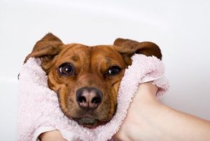 When Your Dog's Dry Nose Means Illness