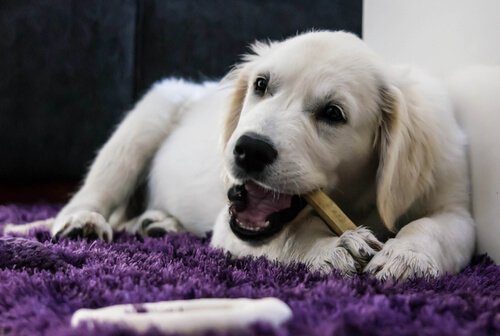 Canine dental hygiene: a dog chewing.
