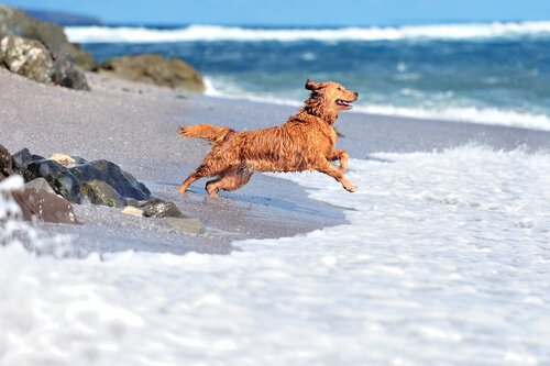 dog jumping in water at the beach