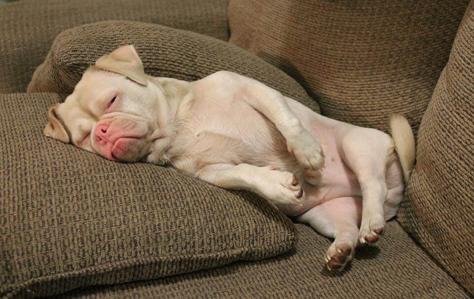 Cornelius laying down