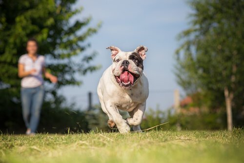 Dog running in a field