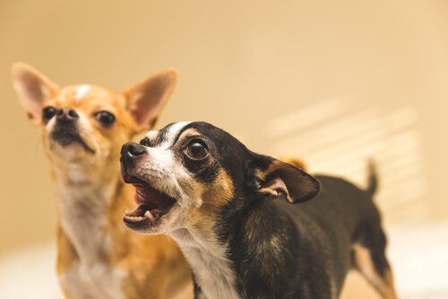 dogs express themselves with barking