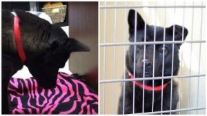 Abused Dog Unable to Sleep Lying Down