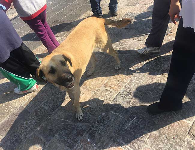 A dog abandoned at the Basilica of Guadalupe.