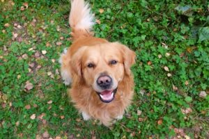 How Do Dogs Express Themselves?