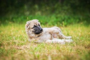 Why dogs love to roll around in the dirt and mud