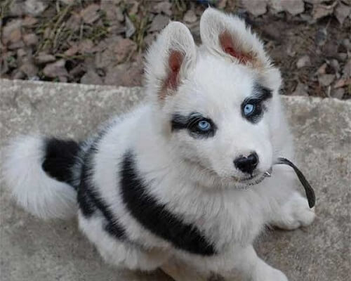 Eight Dogs With Unique Markings