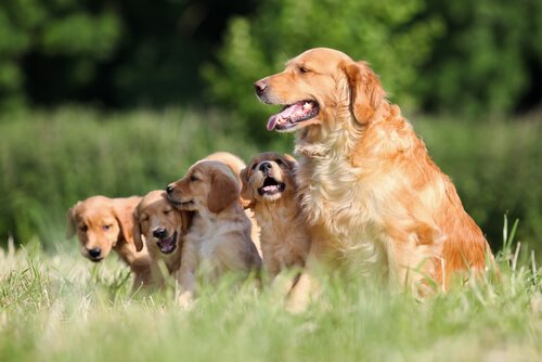 Golden Retrievers: One Of The Best Dogs For Families - My Animals