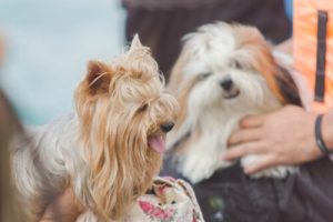 How to Talk to Your Pet