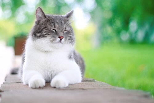 5 Things That Make Cats Happy