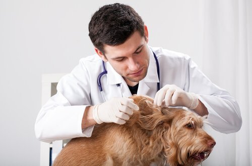 A vet deworming a dog.