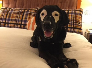 Meet Rowdy, A Dog Who Has Gone Viral