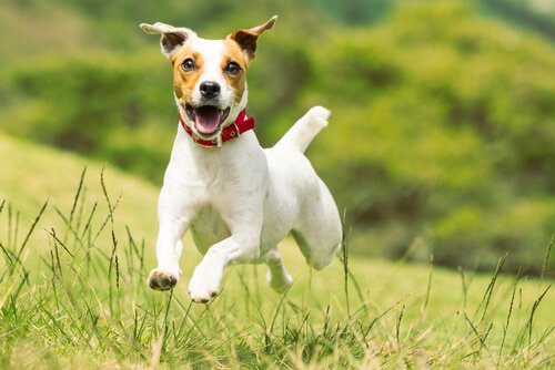 jack-russell-terrier: small dogs.