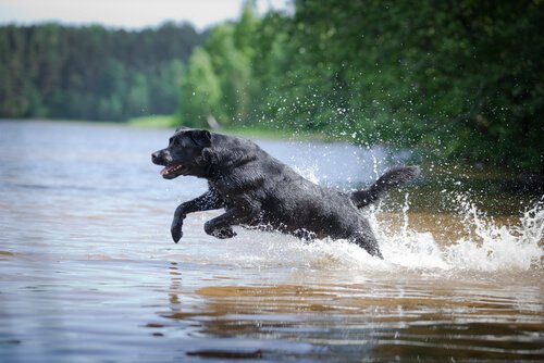 Lab Rescues Two Stranded Dogs From Canoe