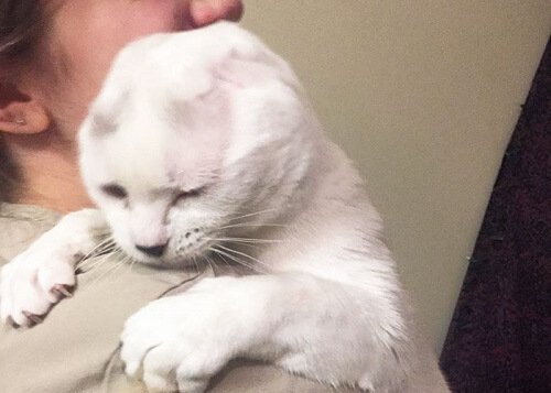 Otitis the ear-less cat