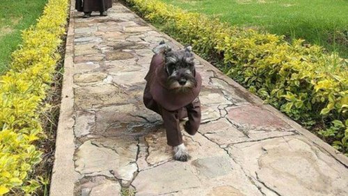 The Story of the Stray Dog Who Joined a Monastery and Became a Monk