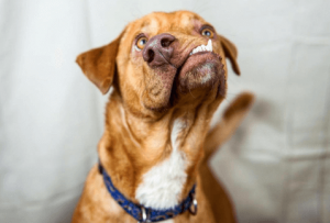 A New Opportunity for Picasso the Dog