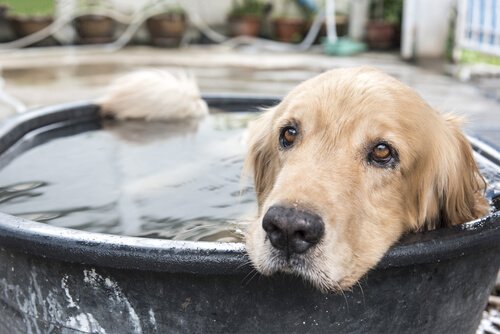 How to Take Care of Your Pet in the Summer