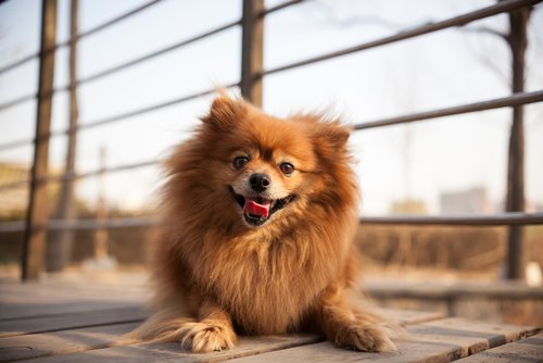 Pomeranian