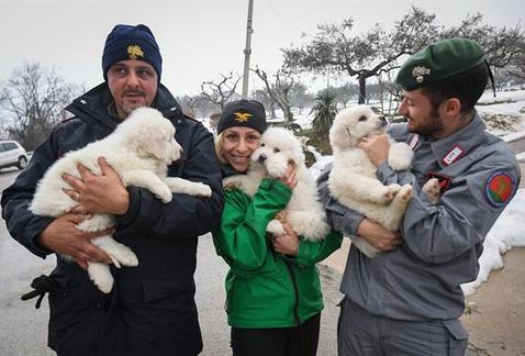Three Puppies have Survived after a Hotel was Buried in Italy