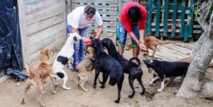 Animal Rescue Organization Evicted from Shelter Site