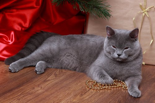 Russian blue cat