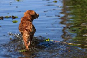 The Young Man Who Risked His Life to Save a Dog