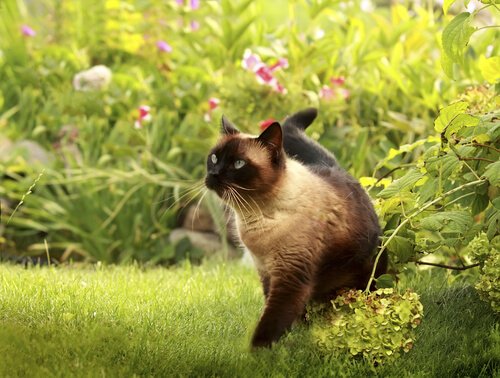 Siamese cat in garden