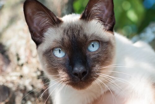 Siamese Cats Feline Elegance