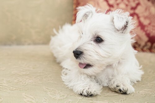 Small Dog Breeds: Which One to Choose?
