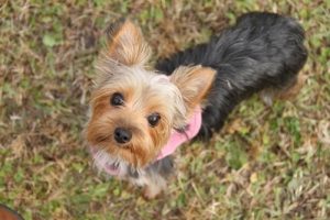 Small Dogs: 6 Things You Should Know