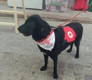 Abused Dog Now Working as Therapy Dog