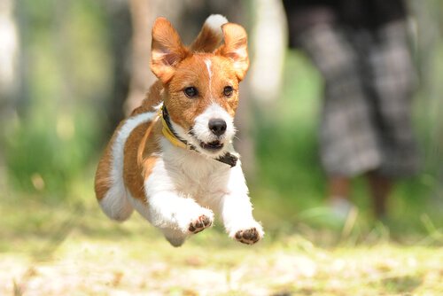 Terriers running.
