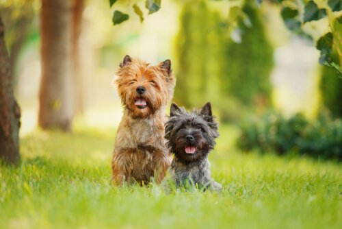 Common Characteristics of Terriers