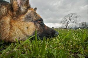 Poisonous Plants for Dogs