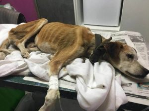 Vali’s Long Journey