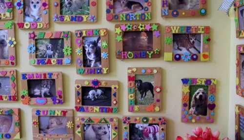 Pictures of elderly dogs framed on the wall