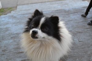 Careful! Your dog remembers everything you do