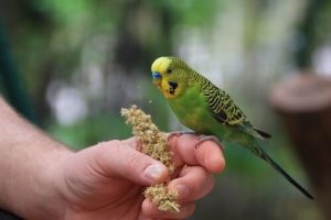 Parakeet on its owner's finger, which may be suffering from one of the parakeet illnesses