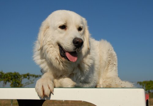 Pyrenean Mastiff
