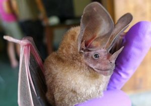 The Strangest Animals That Exist