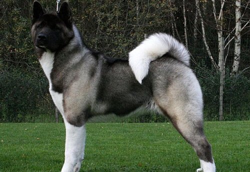 American Akita, a Dominant Dog with a Noble Personality