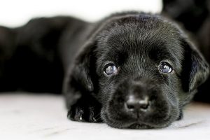Everything You Should Know About Adopting a Dog
