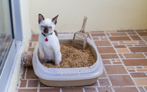 A cat in a litter box