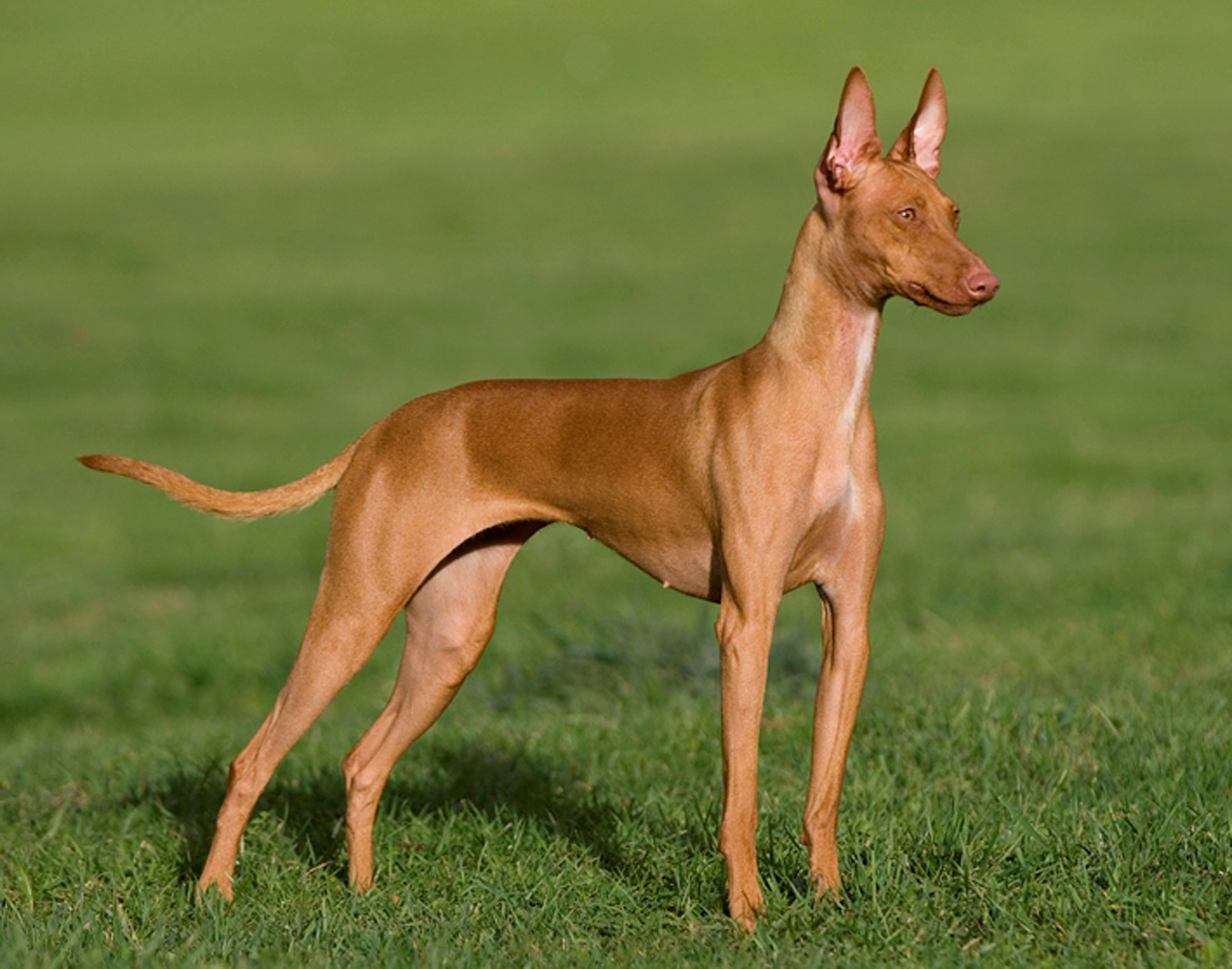 Podenco Canario standing in the grass