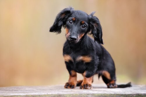 The Dachshund, Also Known as the Wiener Dog